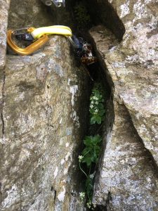 Some interested plant life discovered in Club Crack